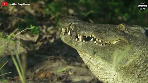 Brutal Crocodiles Slaughtered A Series Of Animals Across The River