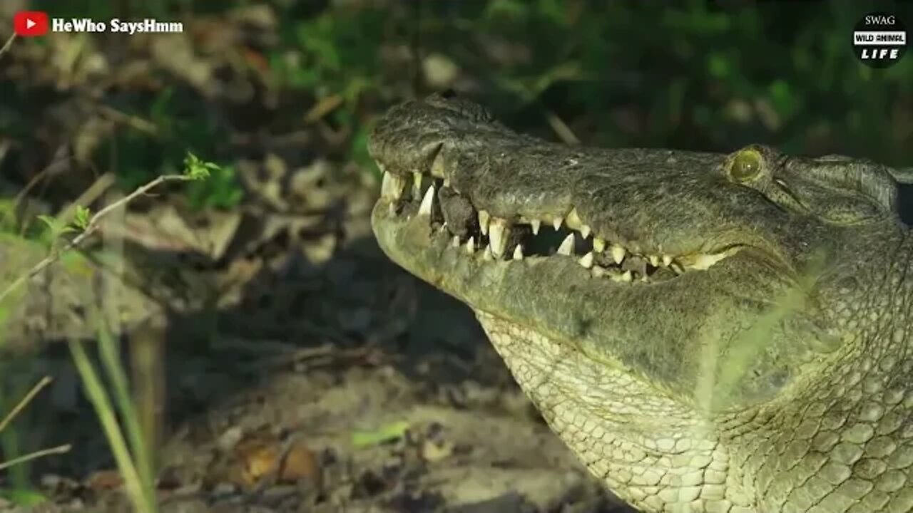 Brutal Crocodiles Slaughtered A Series Of Animals Across The River