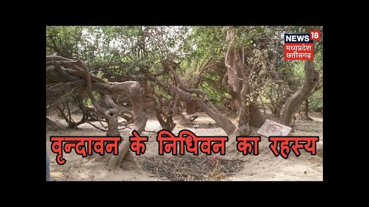 Vrindavan News | बहुचर्चित निधिवन का रहस्य - क्या वहां सच में श्रीकृष्ण करते हैं रासलीला?