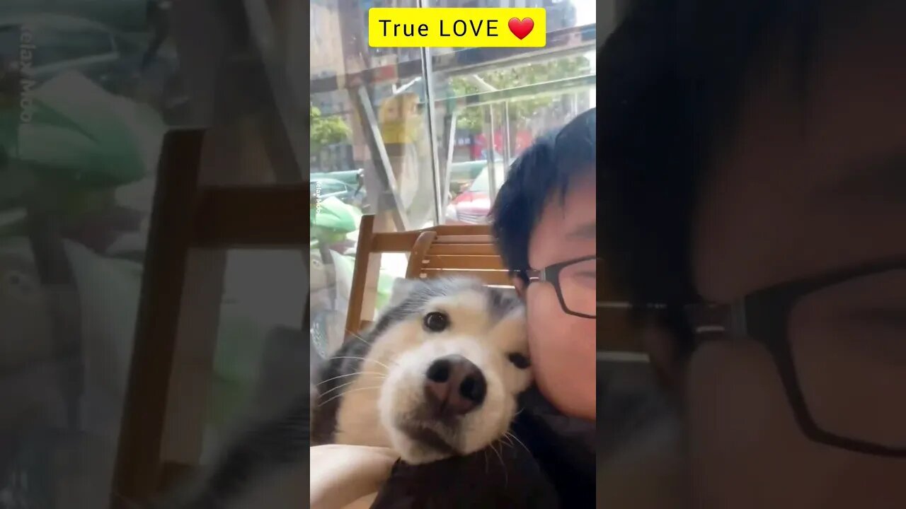 My love ❤️ #dog #doglover #doglovers #mypet #cute #cutedog #truelove