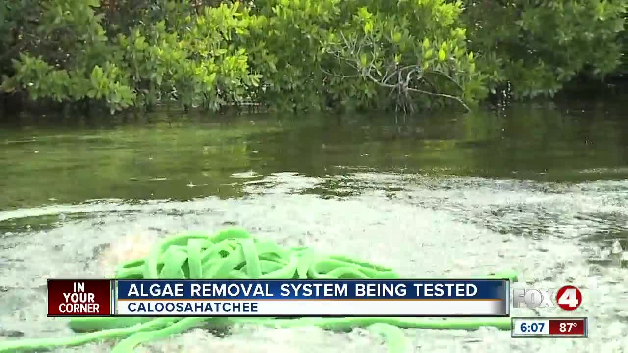 Testing a new technique to remove algae and excess nutrients in the Caloosahatchee River