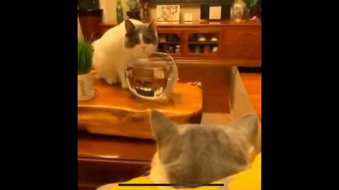Funny cat