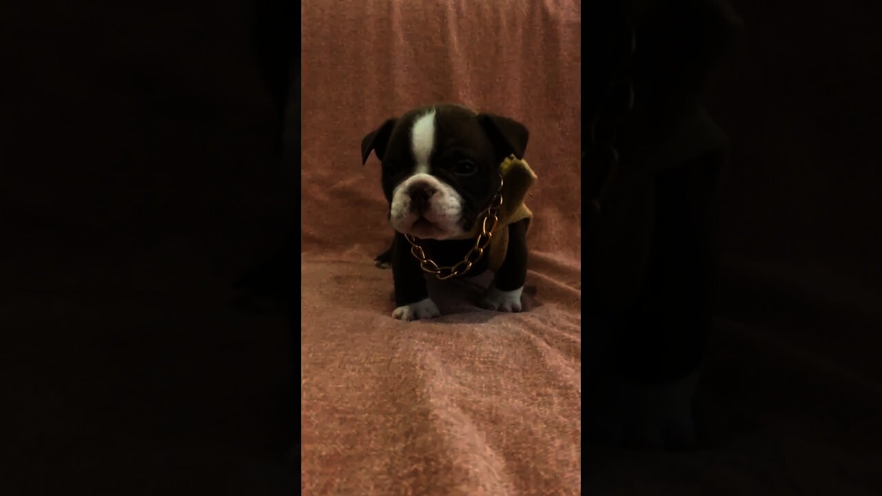 Neném malvadão 😎🐾🐾