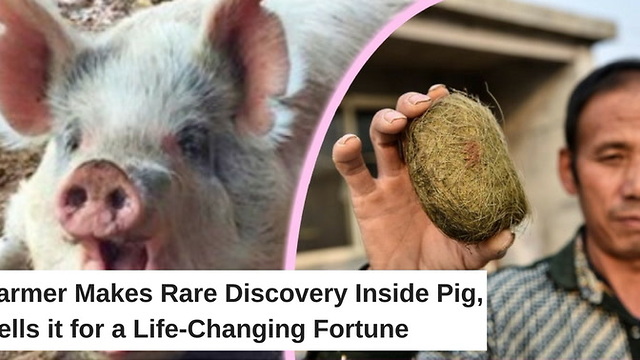 Farmer Makes Rare Discovery Inside Pig, Sells it for a Life-Changing Fortune