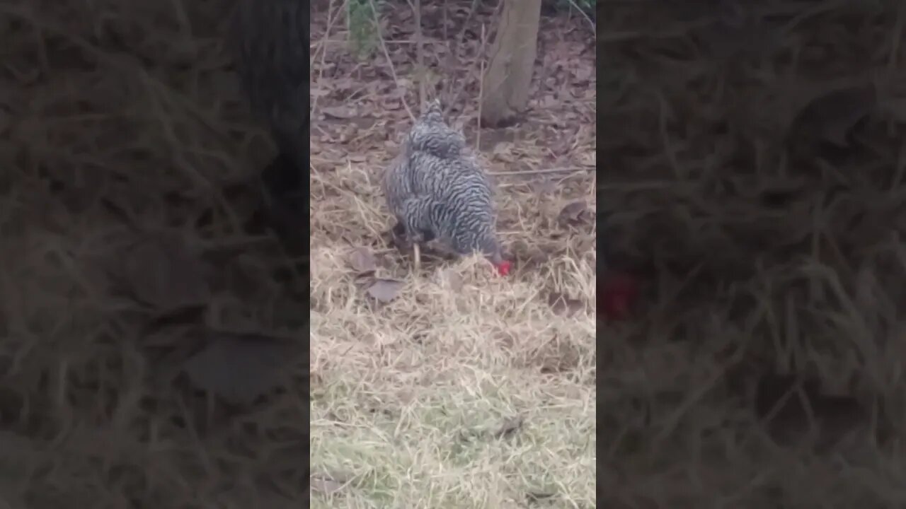 A BARRED PLYMOUTH ROCK SCRATCHING THE GROUND (12/02/23)