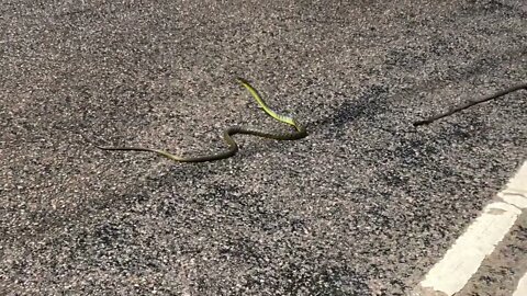 Moved a tree snake 🐍 off the road