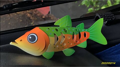 22_0212武陵 櫻花鉤吻鮭