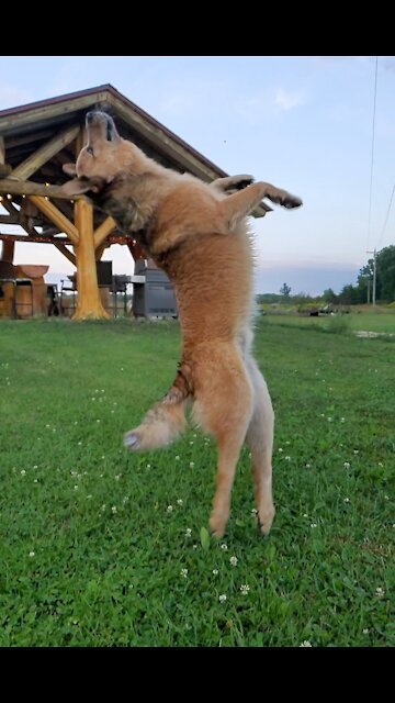 Amazing cattle dog doing slow mo back flips