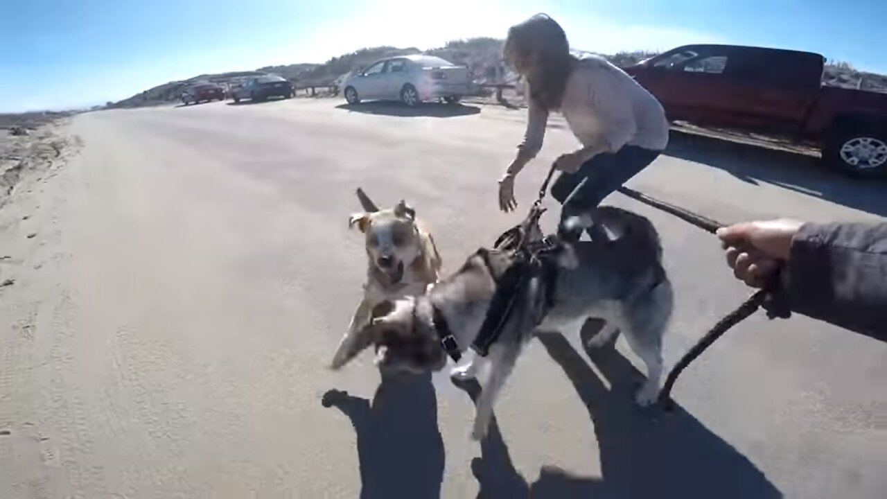 GONE WRONG: Loose Dog Approaches MALE Siberian Husky Enjoying His Beach Run!!!