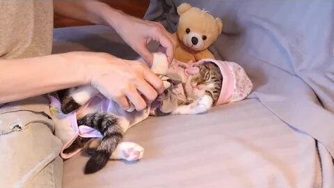 I Am a Baby, Not a Cat