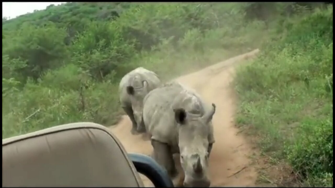 Two rhinoceros chasing the car during the jungle safari