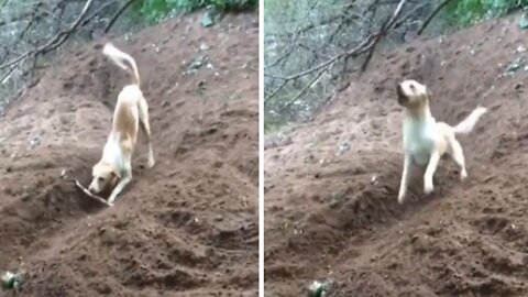 Smart dog invented a new game he can play all by himself