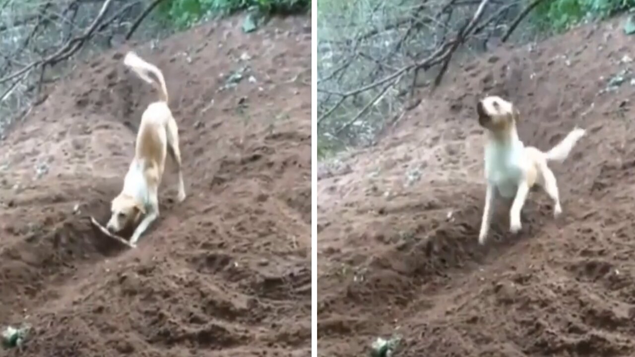 Smart dog invented a new game he can play all by himself