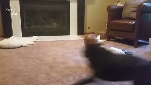 Dog Loves Baby When the First Time They Met Compilation NEW 2023 Try Not to Laugh