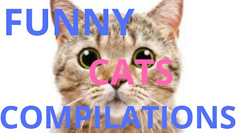 Funny Cats Compilations