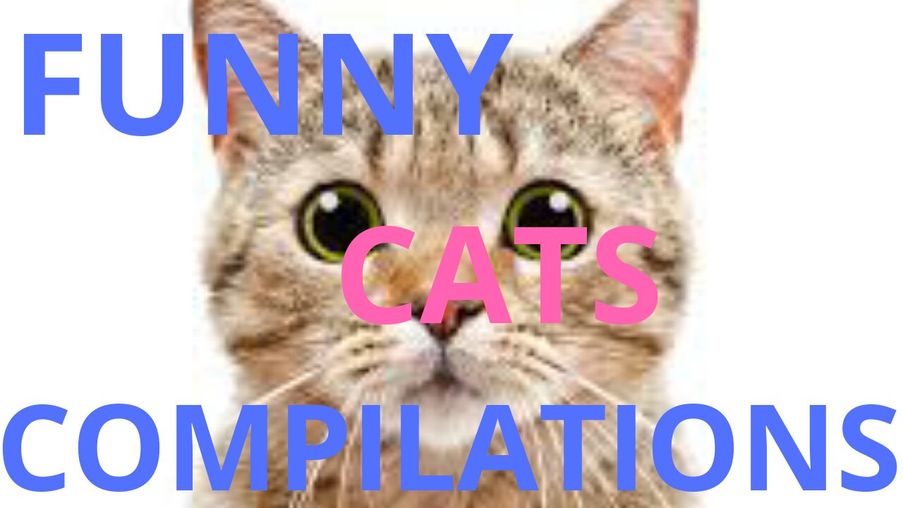 Funny Cats Compilations
