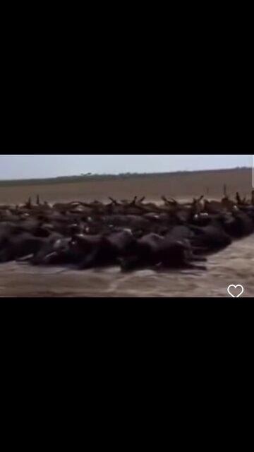 Ranchers 3000 cows died in Kansas. Autopsy is pending... #IrnieracingNews