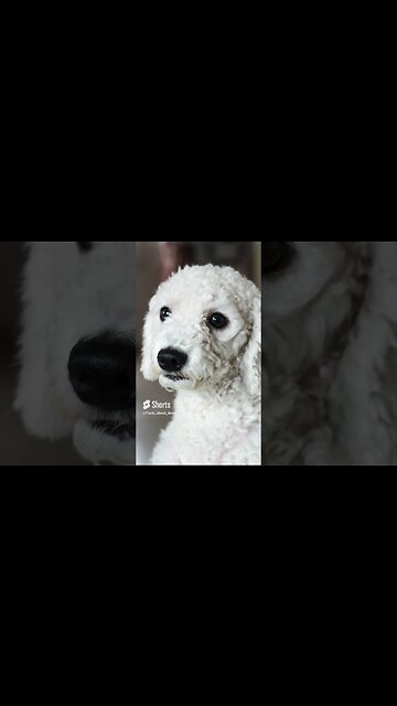 8 Best dog Breeds for Kids#shorts