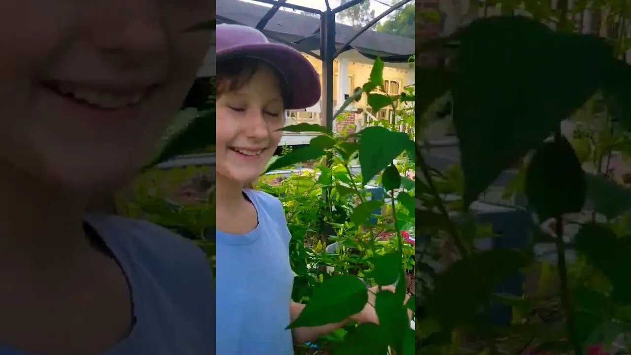 Spiral garden electroculture update... #electroculture # #gardening #frequency #tomatoes #peppers