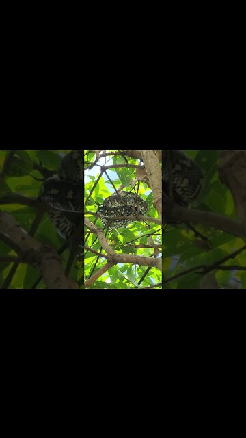 Keeping the "Piggies" Safe #shorts