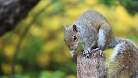 Squirrel Video Wild Animals