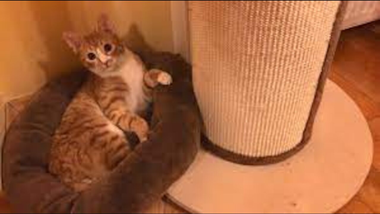 Funny, Weird and Unique Antics of My Cat INDY !!