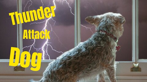 Thunder Attack dog