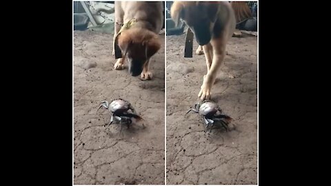 A dog looking for a fight with a crab. It's time to rumble!