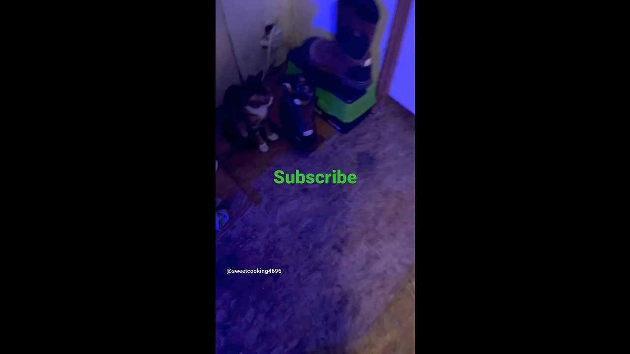 Cute funny cats