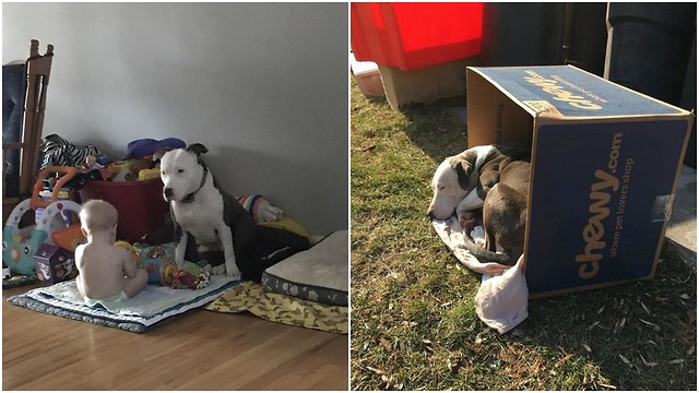 Abandoned dog found too exhausted trying to fend for herself but that becoming a distant memory
