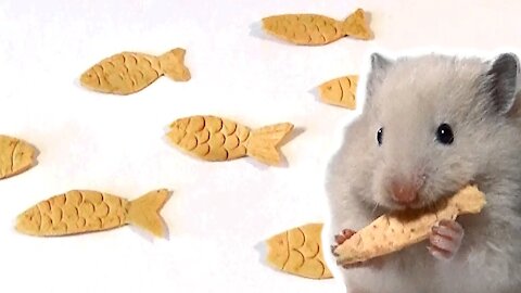 How to Make a Fish-Shaped Snack for a Hamster