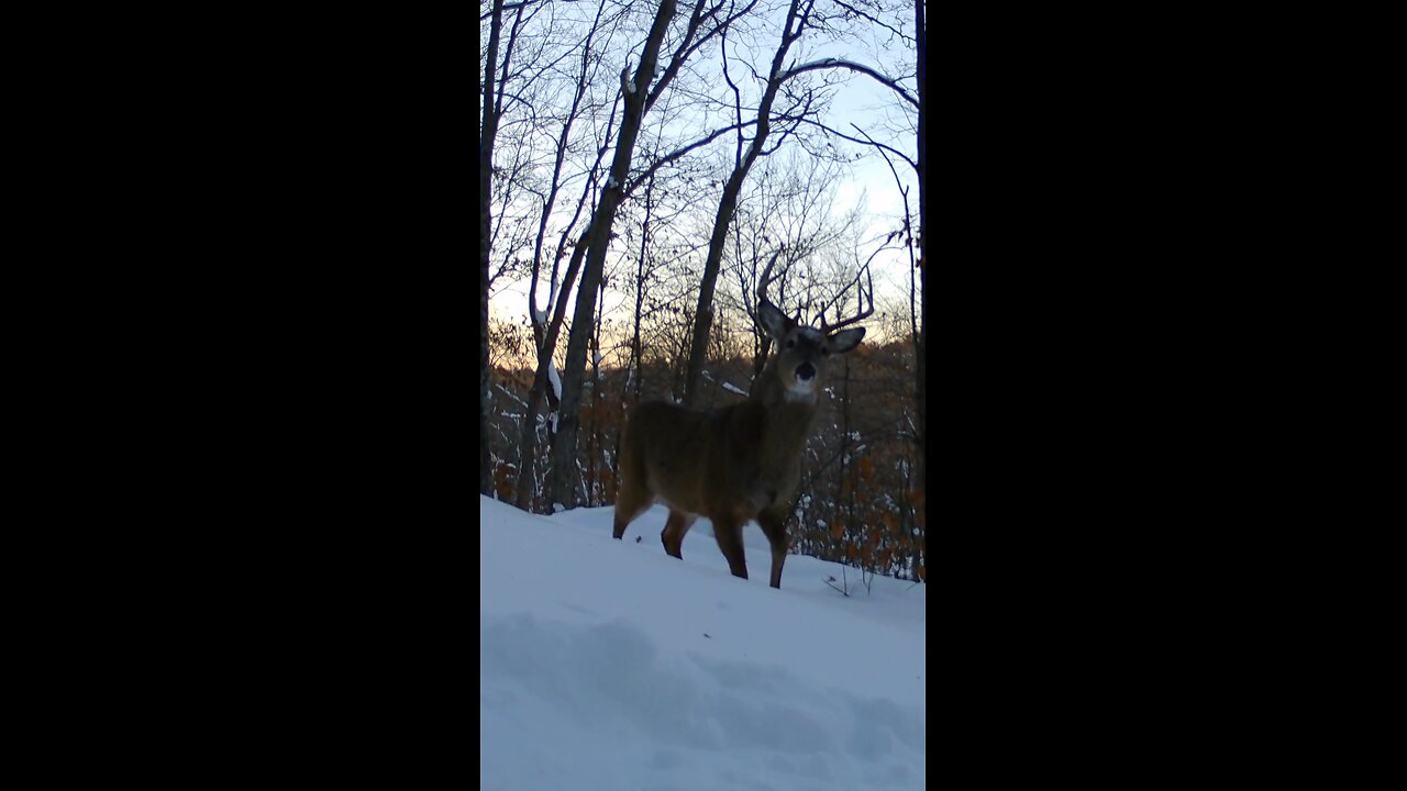 Buck In The Skyline