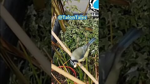 Blue Tit Puffs Out In Frustration