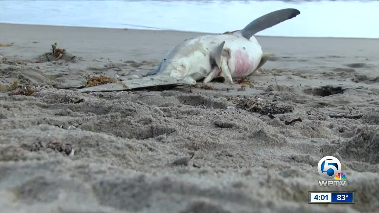 Dead shark, ray with fins cut off found on Delray Beach