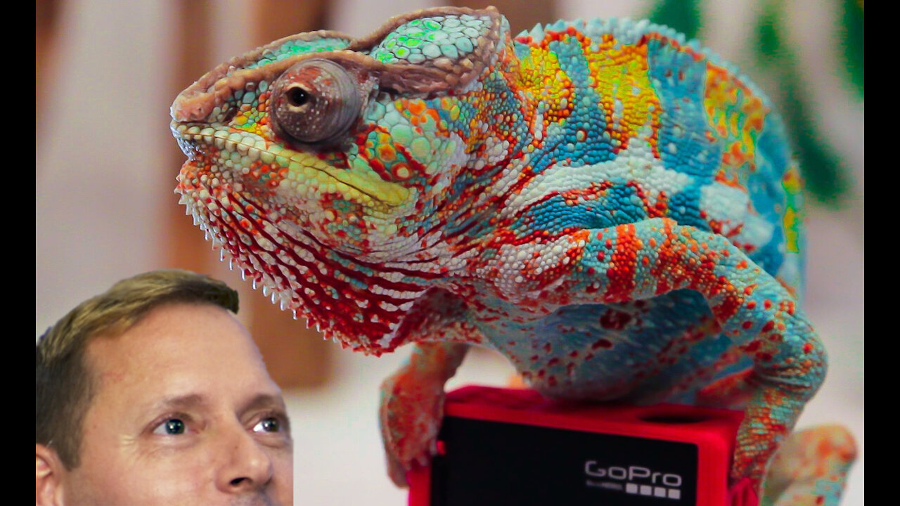 Living with 40 of the worlds most beautiful Lizards