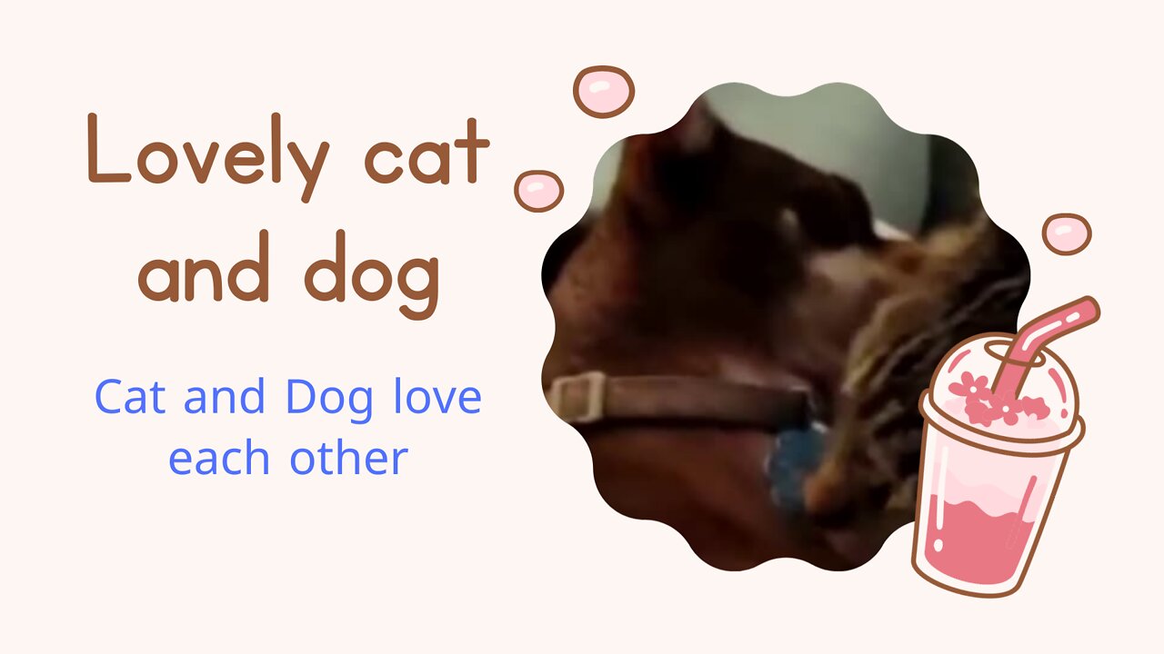 Lovely cat and dog love each other