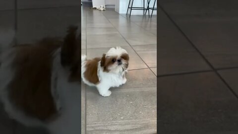 DOGS DEFINETLY DON'T LIKE THIS SOUND: IT SCARES THEM...#SHORTS
