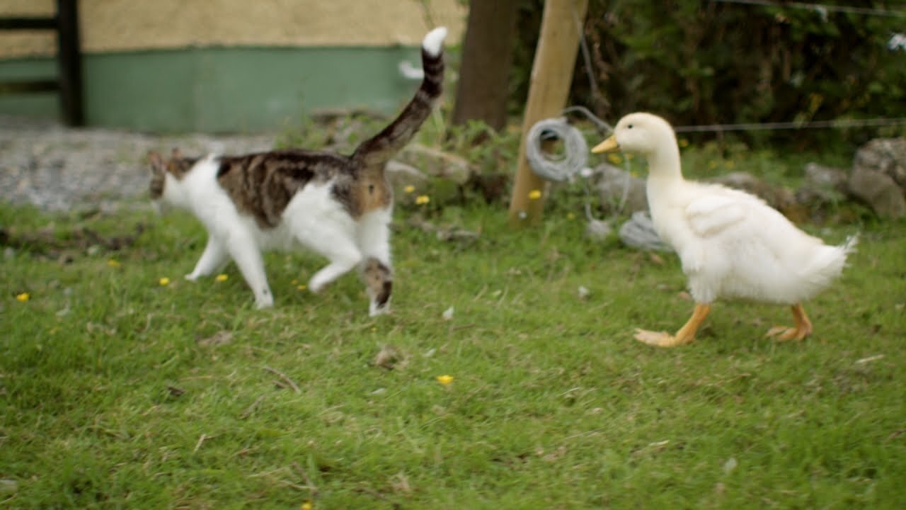 funny duck _Shorts _tiktok _cats _funny videos