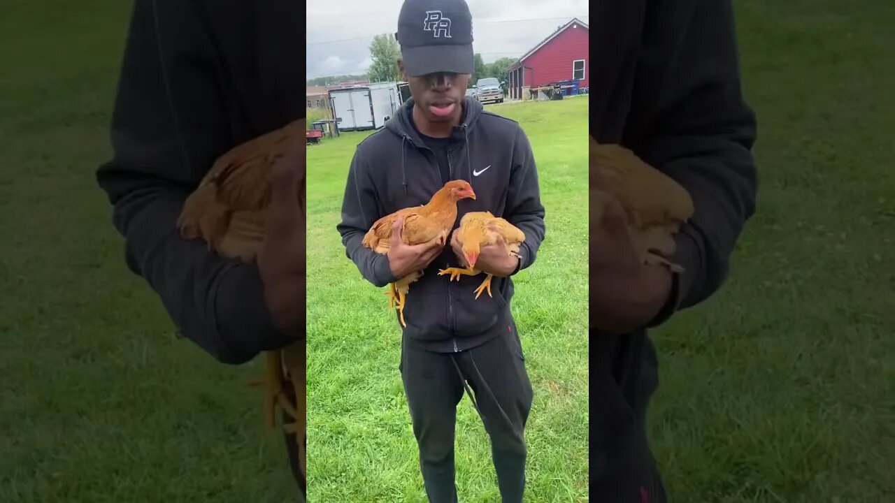 I bought 1000 Chickens (I’m a farmer now…)