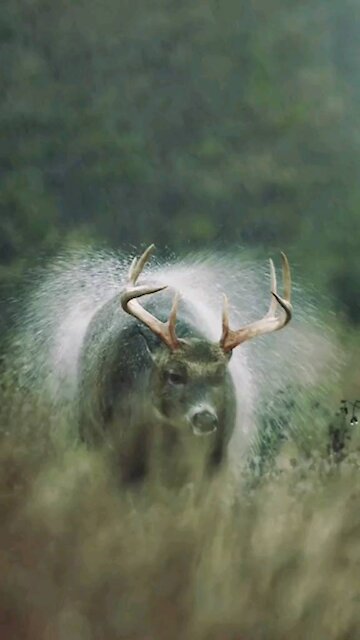 Can't get wild then this