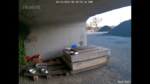 Magpie & Hunter neighbours cat