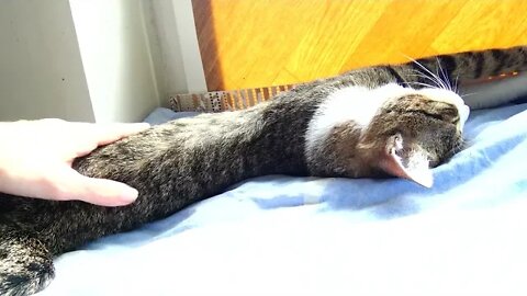 The Stretched Kitten
