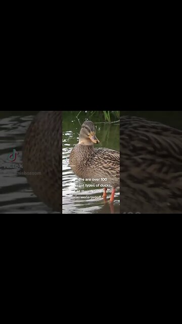 Ducks Feathers are waterproof! #facts #duck #fun