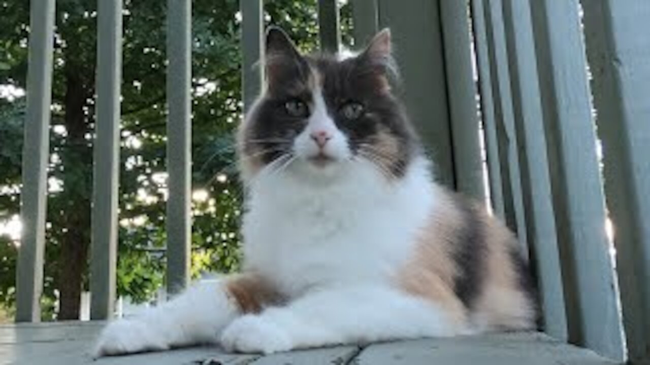 A cat is watching a video for cats.
