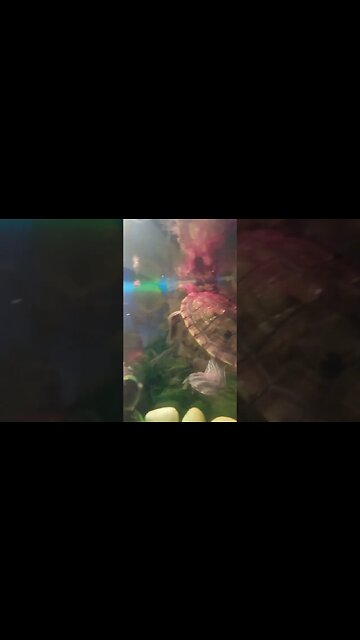 Jaws #flash addition #guppy #pets