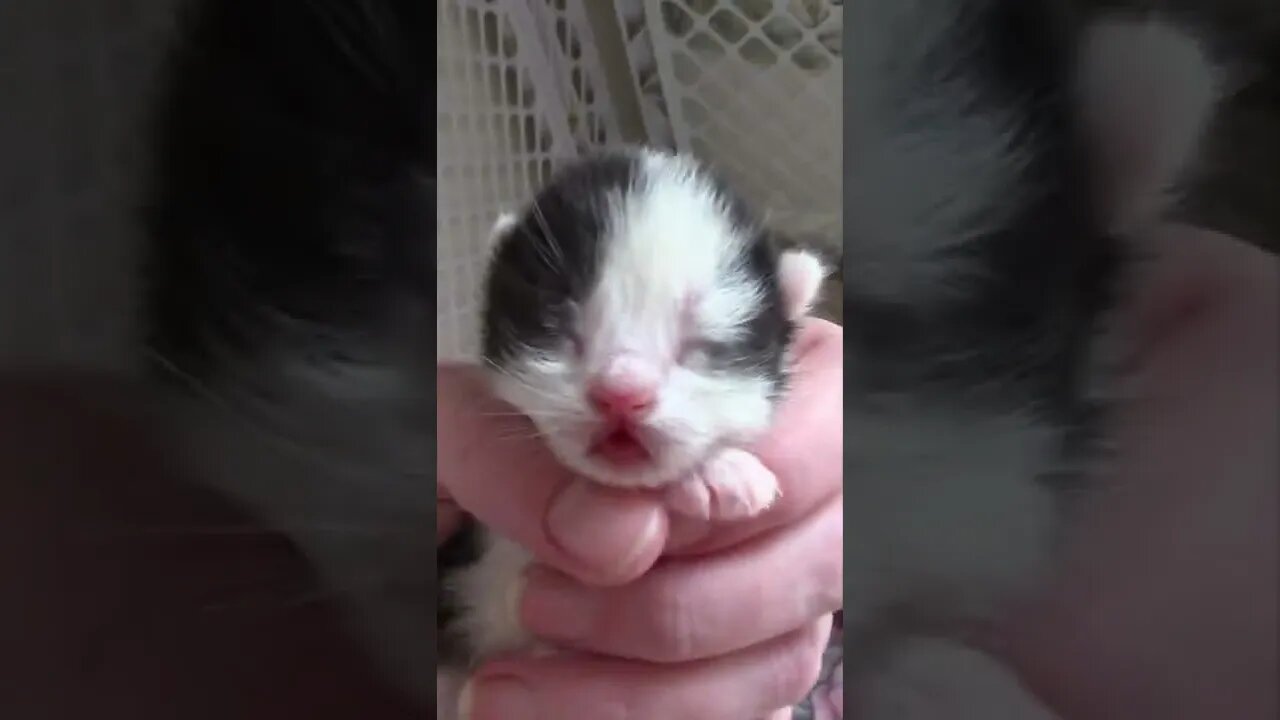 Adorable Newborn Kittens #Shorts 😻