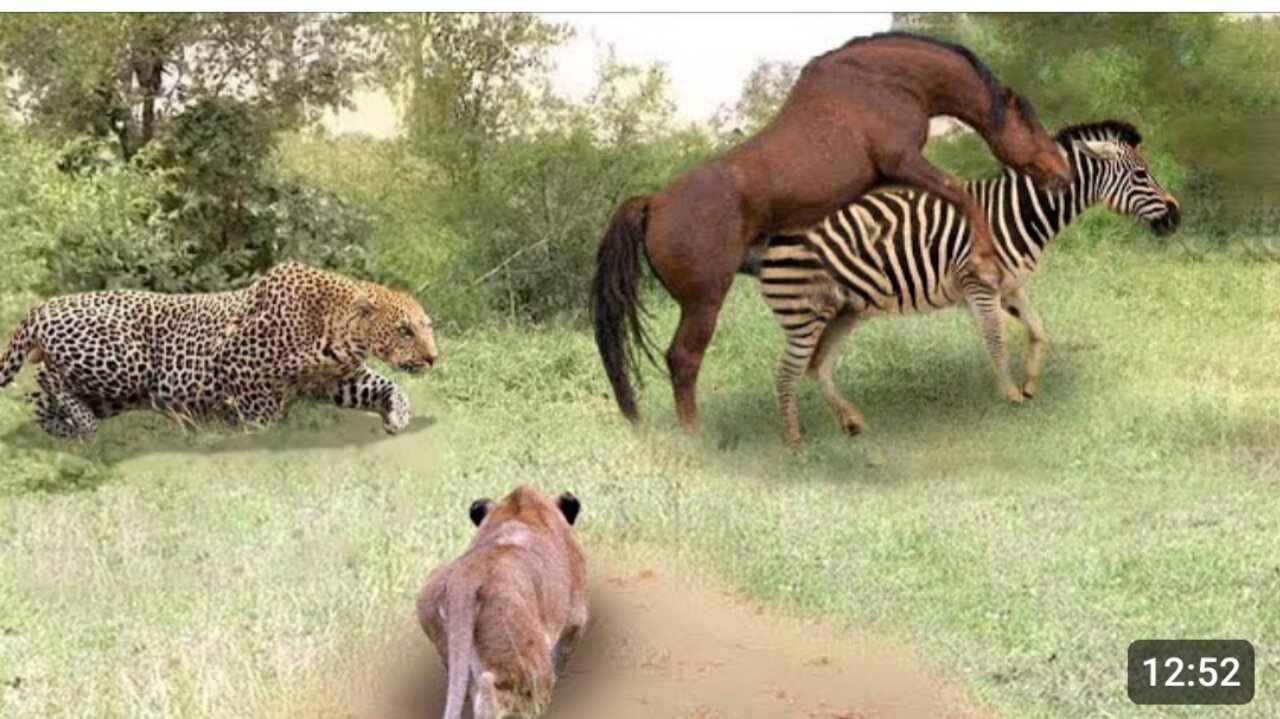 Poor Wild Horse_ Leopard vs Lion Hunting Wild Horses In Their Territory- What Happens Next