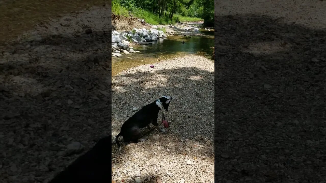 swimming and prospecting at the crick