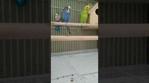 Budgies Walk Away Too Cute😂 #funny #youtubeshorts #shorts #budgies #animallover