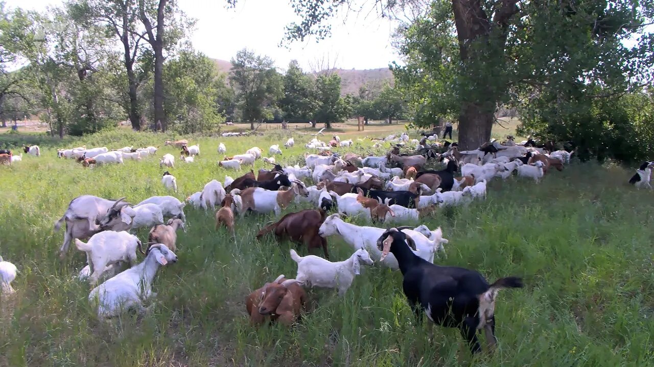 Grazing Goats Lethbridge | Tuesday, June 27, 2023 | Angela Stewart | Bridge City News